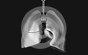 The HumanÃ¢â¬â¢s Lung Iron and Respiratory System photo
